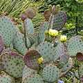 Beautiful Prickly Pear in bloom